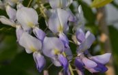 vistrie kvtnat Ludwik Lawin - Wisteria floribunda Ludwik Lawin