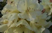 Pnink Goldbukett - Rhododendron Goldbukett
