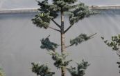 cedr atlask Glauca - Cedrus atlantica Glauca