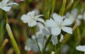 hvozdk kropenat Albiflorus - Dianthus deltoides Albiflorus