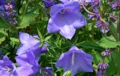 zvonek broskvolist Blue Bells - Campanula persicifolia Blue Bells