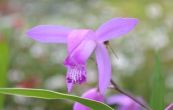 Bletilla striata