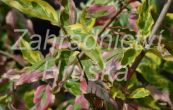 dn jarn Tricolor - Cornus mas Tricolor