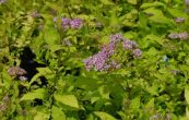 tavolnk japonsk Gold Mound - Spiraea japonica Gold Mound