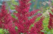 echrava nsk Red Sentinel - Astilbe chinensis Red Sentinel