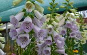 nprstnk Virtuoso Lavender - Digitalis Virtuoso Lavender