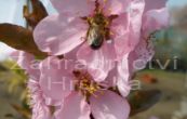 myrobaln Nigra - Prunus cerasifera Nigra
