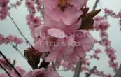 myrobaln Nigra - Prunus cerasifera Nigra