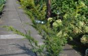 tis erven Golden Carol - Taxus baccata Golden Carol