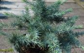 cedr himlajsk Mr. Blue - Cedrus deodara Mr. Blue