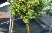 smrk ztepil Van Bemmel - Picea abies Van Bemmel