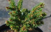 smrk ztepil Maturant - Picea abies Maturant