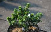 smrk ztepil Pehrada - Picea abies Pehrada