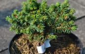 smrk ztepil Svah - Picea abies Svah