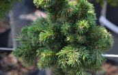 smrk ztepil Tatran - Picea abies Tatran