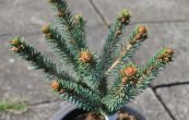smrk ztepil dolko - Picea abies dolko