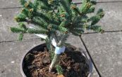 smrk ztepil dolko - Picea abies dolko
