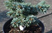 smrk pichlav Meno - Picea pungens Meno