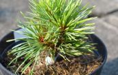 borovice limba Cristalo - Pinus cembra Cristalo