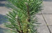 borovice ern Richard - Pinus nigra Richard