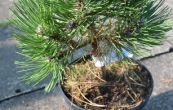 borovice ern tuba - Pinus nigra tuba