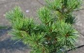 borovice drobnokvt Yatsubusa - Pinus parviflora Yatsubusa
