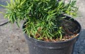 tis erven Balatka - Taxus baccata Balatka