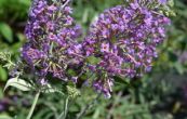 komule Davidova Lavender Flow - Buddleja davidii Lavender Flow