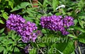 komule Davidova Free Petite Tutti Fruitti - Buddleja davidii Free Petite Tutti Fruitti