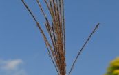 ozdobnice nsk Dronning Ingrid - Miscanthus sinensis Dronning Ingrid
