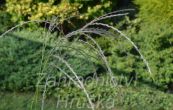 ozdobnice nsk Flamingo - Miscanthus sinensis Flamingo