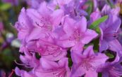 pnink japonsk Otava - Rhododendron japonicum Otava
