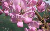 trnovnk - Robinia hispida