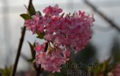 kalina - Viburnum  bodnantense