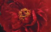 pivoka keovit Wu Jin Yao Hui - Paeonia suffruticosa Wu Jin Yao Hui