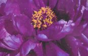 pivoka keovit Wu Long Peng Sheng - Paeonia suffruticosa Wu Long Peng Sheng