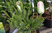 kryptomerie japonsk Dinger - Cryptomeria japonica Dinger