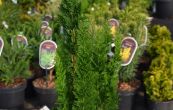 cypiek Lawsonv Little Spire - Chamaecyparis lawsoniana Little Spire