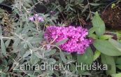 komule Davidova Free Petite Tutti Fruitti - Buddleja davidii Free Petite Tutti Fruitti