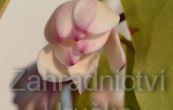 cholan Fairy Blush - Magnolia Fairy Blush