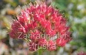tavola kalinolist Schuch - Physocarpus opulifolius Schuch