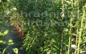 vrba jva Kilmarnock - Salix caprea Kilmarnock