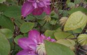 plamnek Kaiser - Clematis Kaiser
