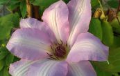plamnek Serafina - Clematis Serafina
