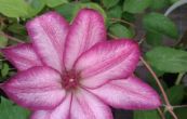 plamnek Tae - Clematis Tae
