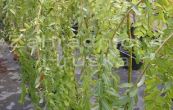 vrba celolist Pendula - Salix integra Pendula