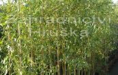 vrba pokroucen - Salix erythroflexuosa