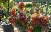 rva vinn Preobraenie - Vitis vinifera Preobraenie