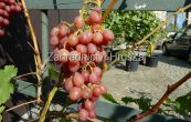 rva vinn Kimi Luistyj - Vitis vinifera Kimi Luistyj