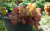 rva vinn Julian - Vitis vinifera Julian